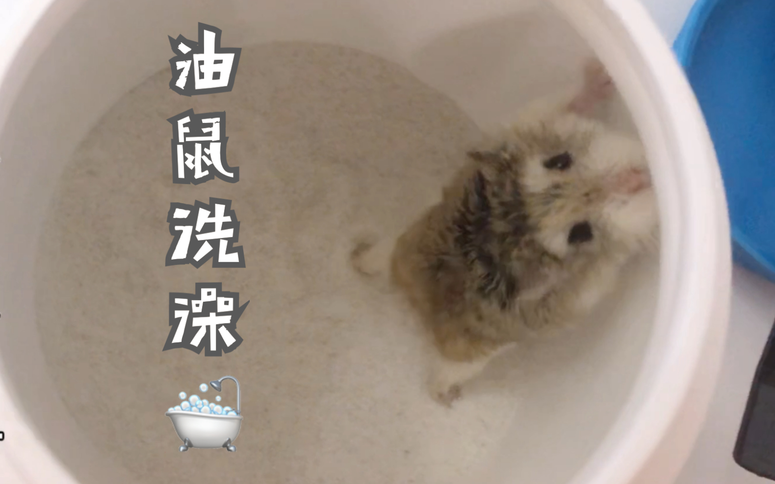 【老公公仓鼠】第一次硬核洗澡,胆小的花生应该不会再爱我了