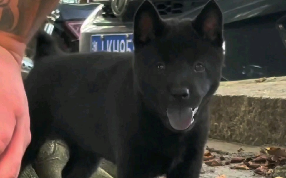 中华田园犬之五黑神犬,镇宅避邪神犬,最受欢迎犬种,年度最佳犬种哔哩哔哩bilibili