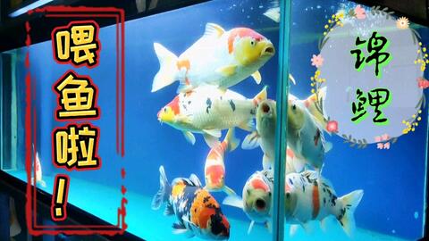 领地意识很强的某油鲶 哔哩哔哩 Bilibili