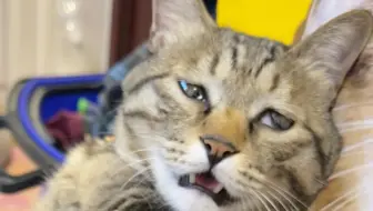 我好像找到了小猫咪的痒痒肉开关！