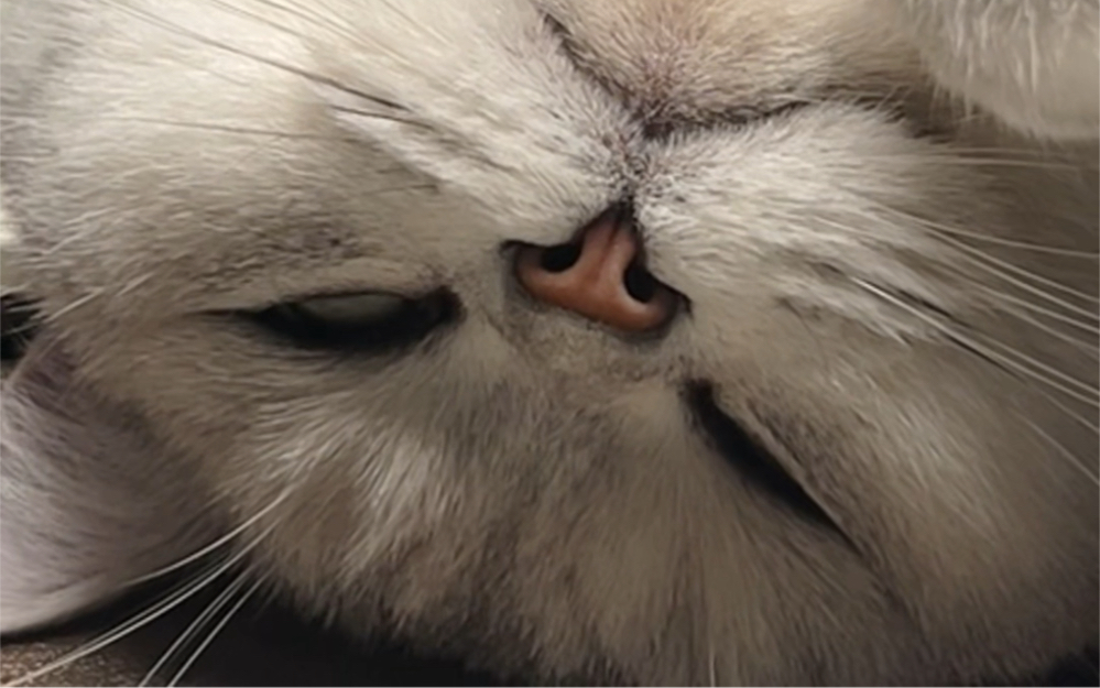 谁家小猫睡觉翻白眼的