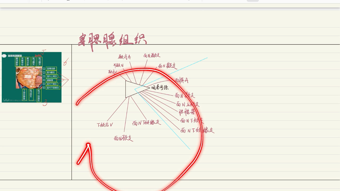 口腔颌面外科脉络手绘(自制版)—穿腮腺结构哔哩哔哩bilibili