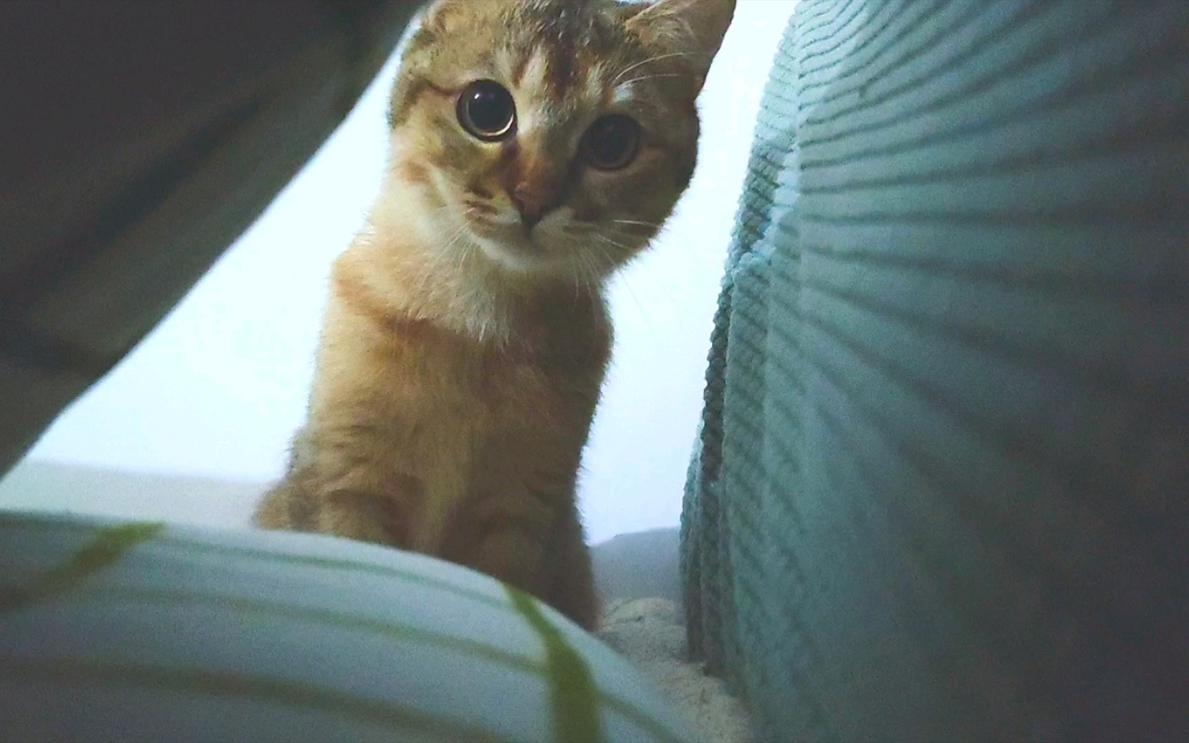 活动  这是一只什么沙雕猫咪93