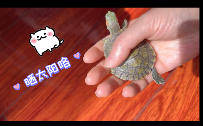 小宠日常|就喜欢躺手晒太阳