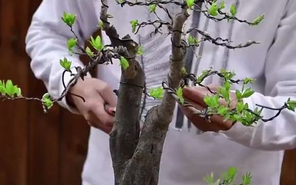 一起学盆景老鸦柿这样种会活吗?