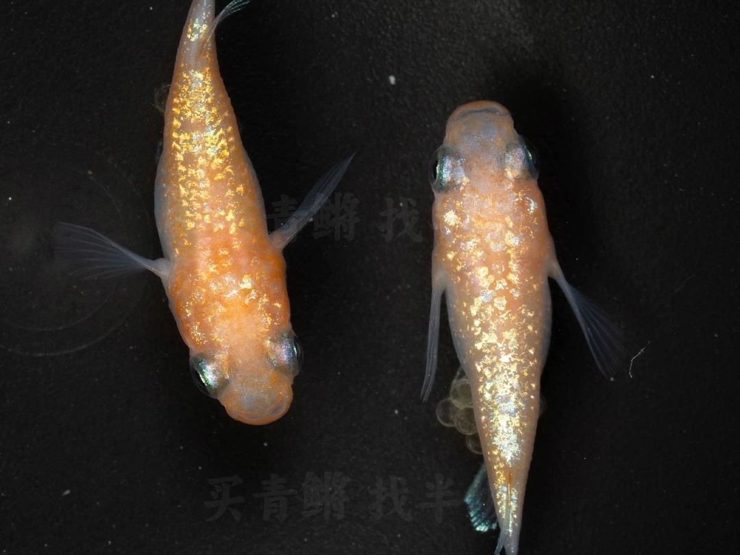 观背青鳉-王华球体