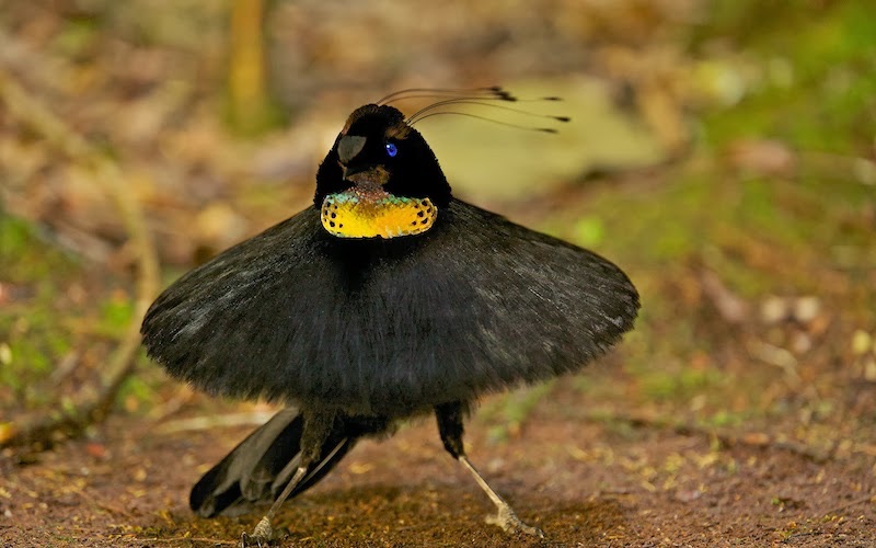 天堂鸟研究项目
