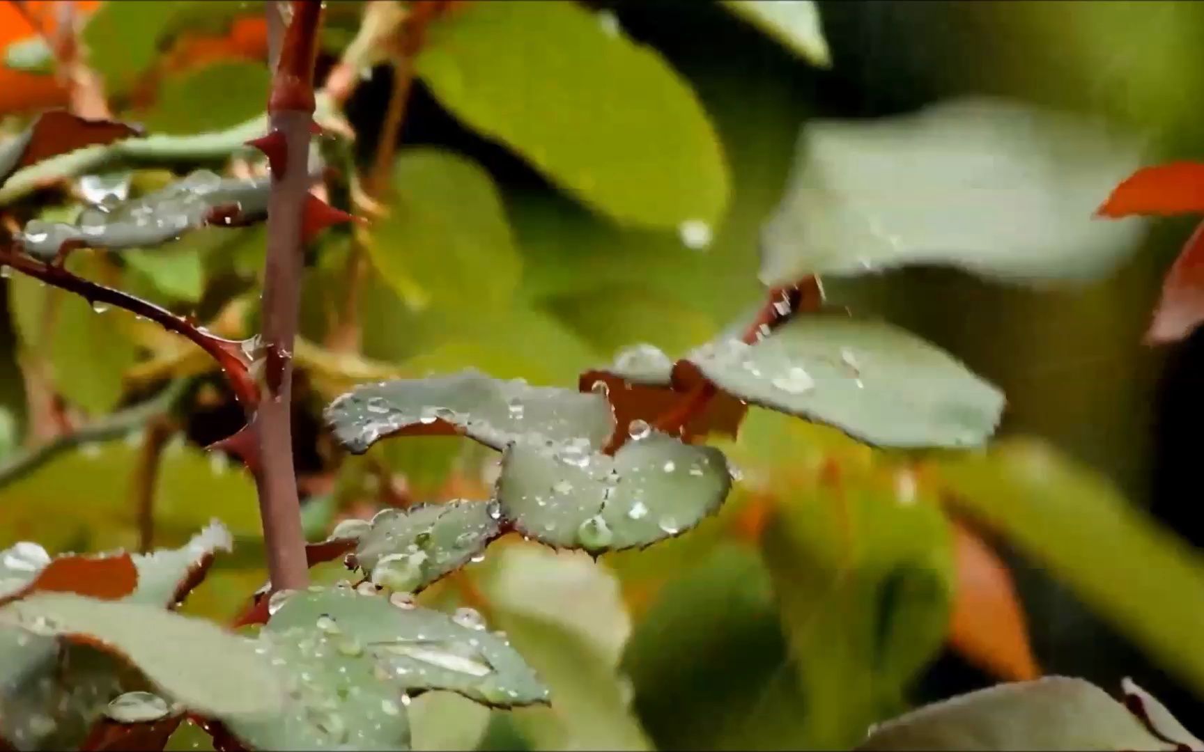 董荣璨即兴浪漫钢琴曲《午后的雨滴》哔哩哔哩bilibili