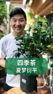 Download Video: 四季茶花，满足你对茶花的所以渴望#茶花#养花 #园艺