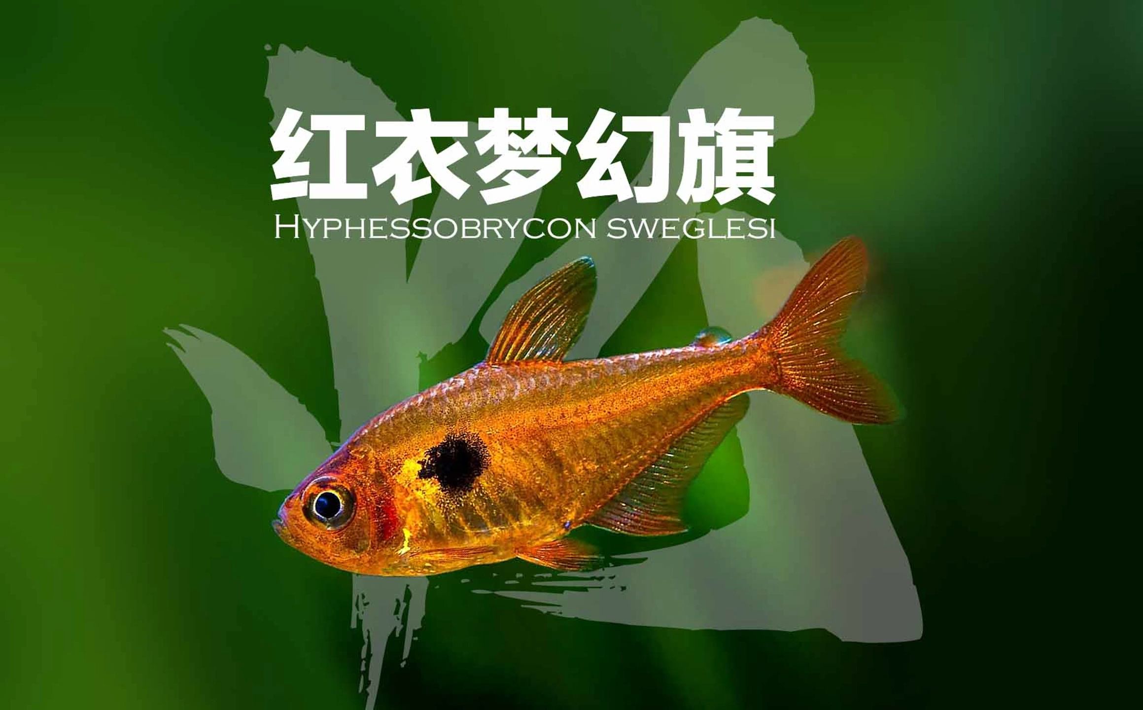 红衣梦幻旗-hyphessobrycon sweglesi