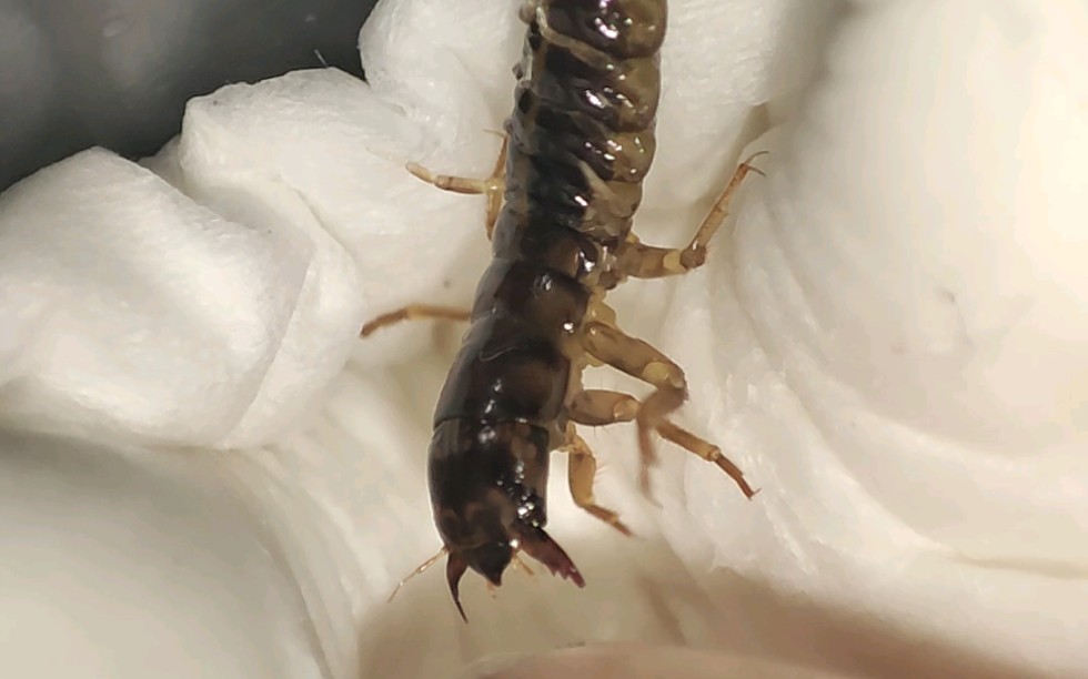 凶恶的泥蛉幼虫