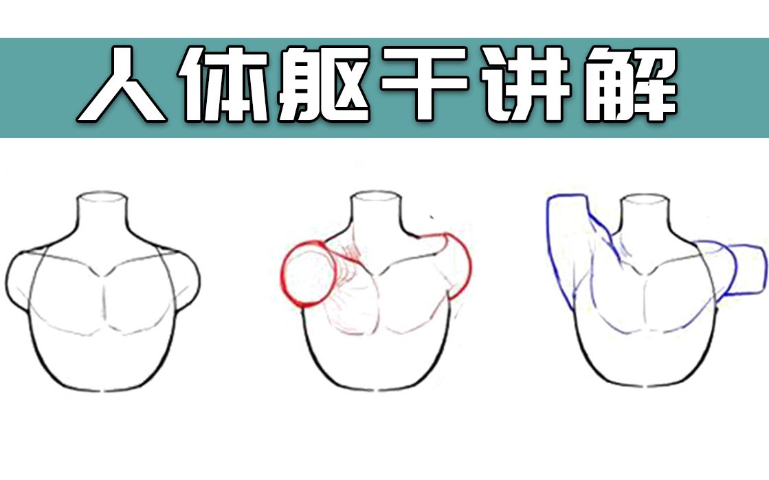 【绘画教程】人体结构不懂?肌肉不会画?教你人体躯干胸腔的画法!哔哩哔哩bilibili