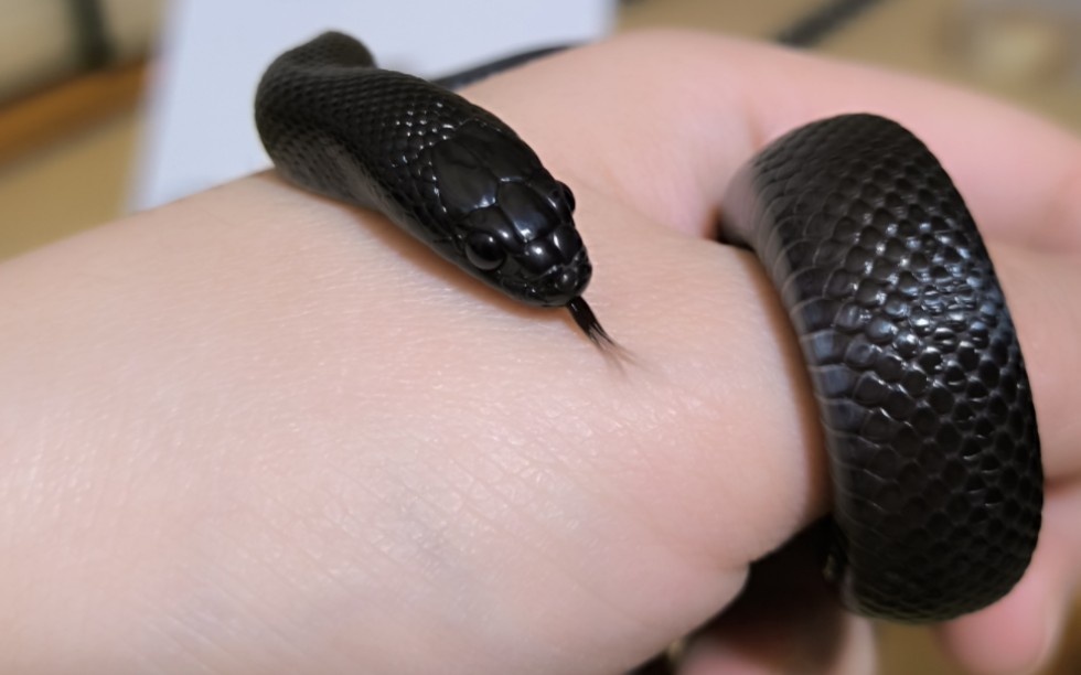 「黑王蛇·处晦」今天起,我定闹钟给饭,再也不会漏一次!