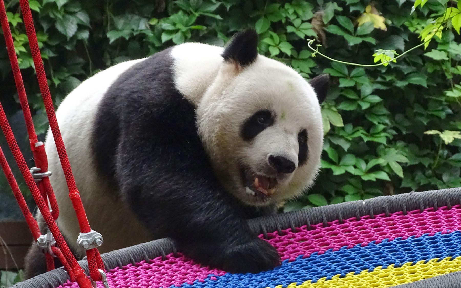 大熊猫萌大 动如疯熊萌哒哒_哔哩哔哩_bilibili