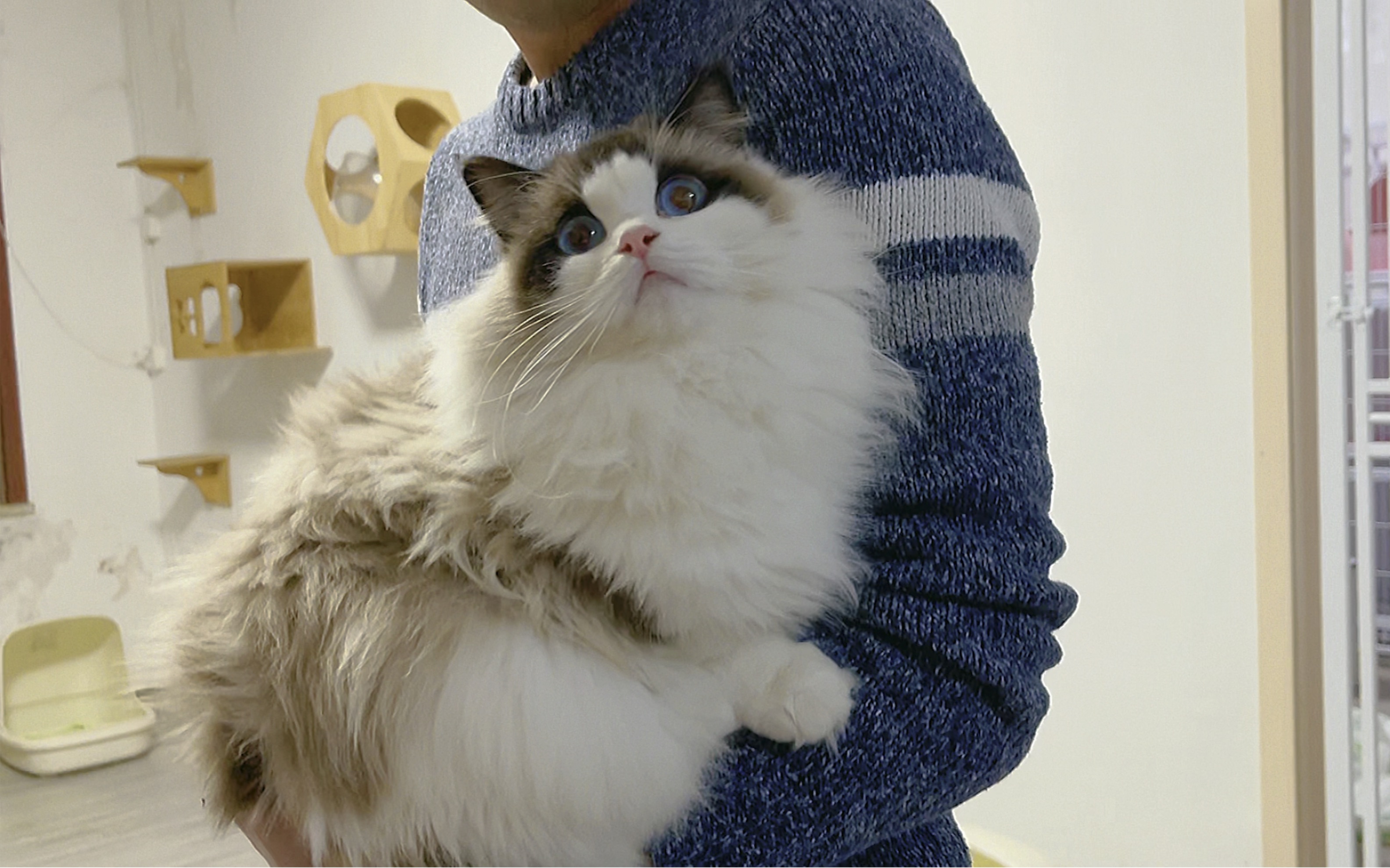 3岁海双布偶母(2w购入带证,有购买记录,目前已绝育)1500领养(因为绝育