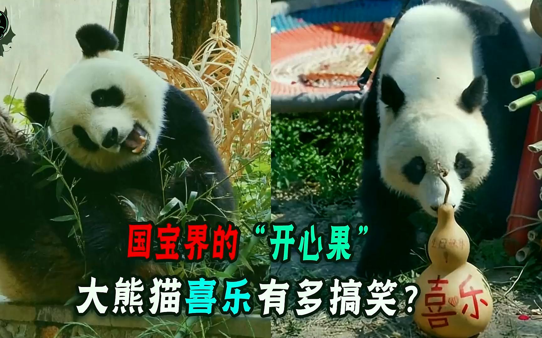 新晋顶流小花大熊猫喜乐,38度高温坚持营业!被奶爸求着回屋!