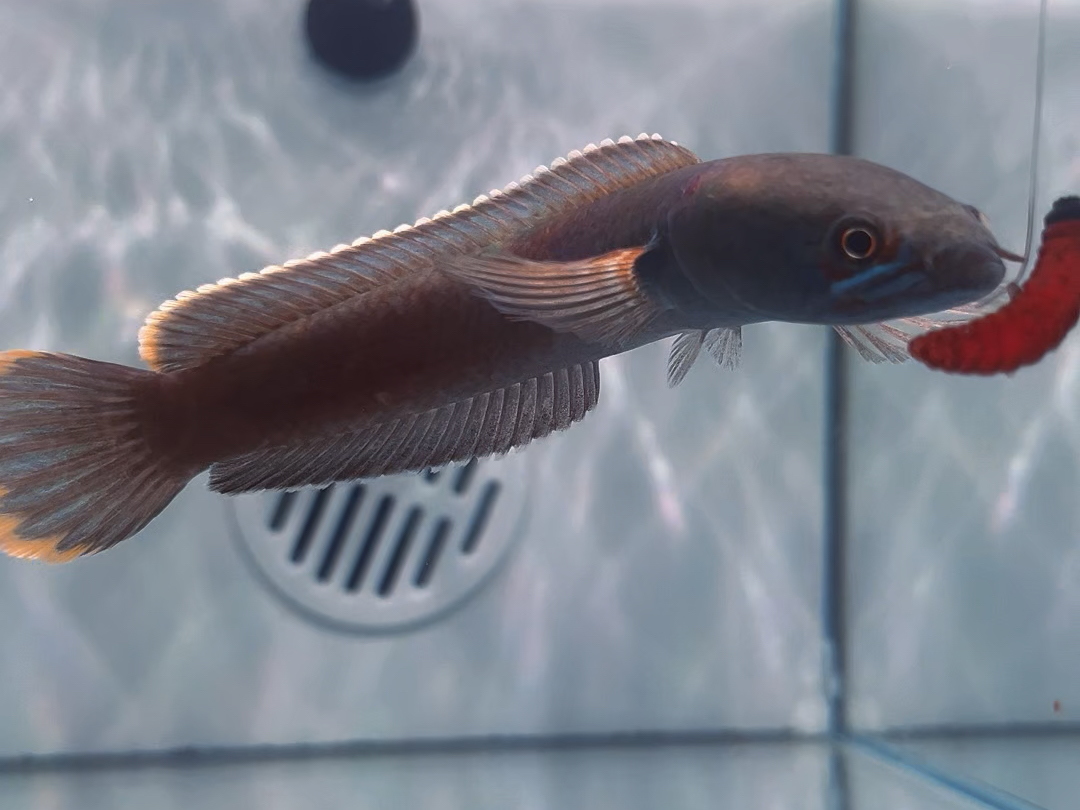 源头价58起,包邮包损,血斑雷龙