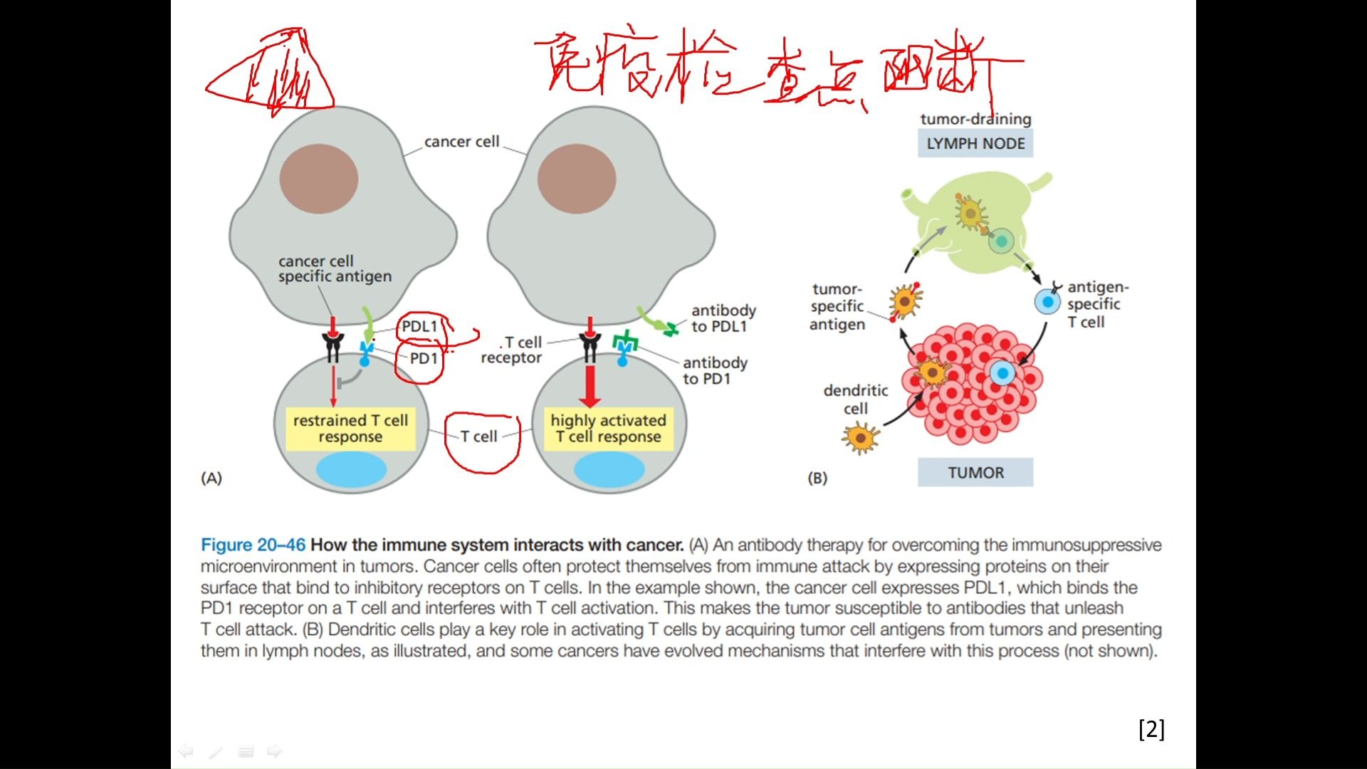 【细胞生物学讨论】25.7 肿瘤细胞与肿瘤肿瘤细胞的转移 肿瘤的预防和治疗哔哩哔哩bilibili