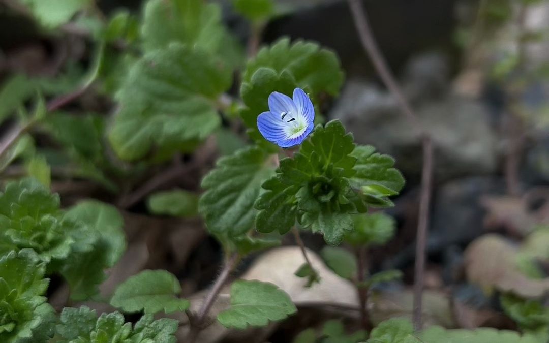 院中除草,见状态极佳的婆婆纳,还是给你找个新家吧哔哩哔哩bilibili