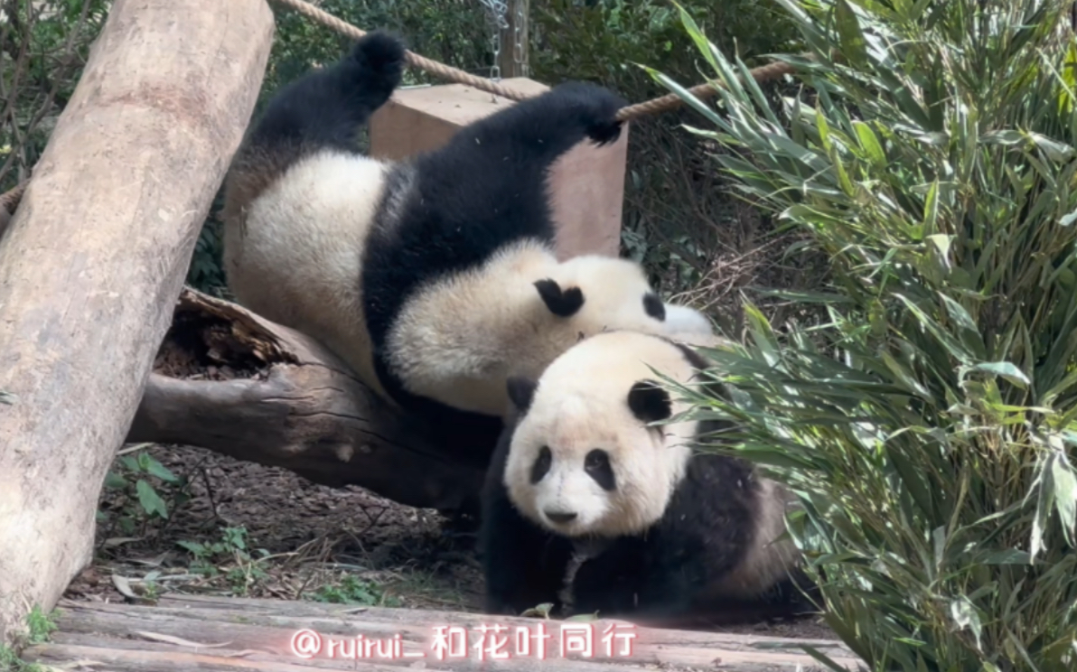 4.14花叶互rua~小叶子咬花花富贵包,两个宝宝都滚得黢黑,花花的脸berber都弄脏啦哔哩哔哩bilibili