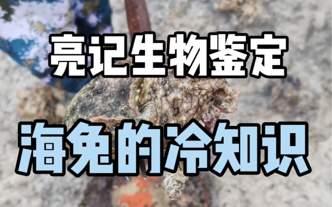 【亮记生物鉴定】海兔的冷知识哔哩哔哩bilibili