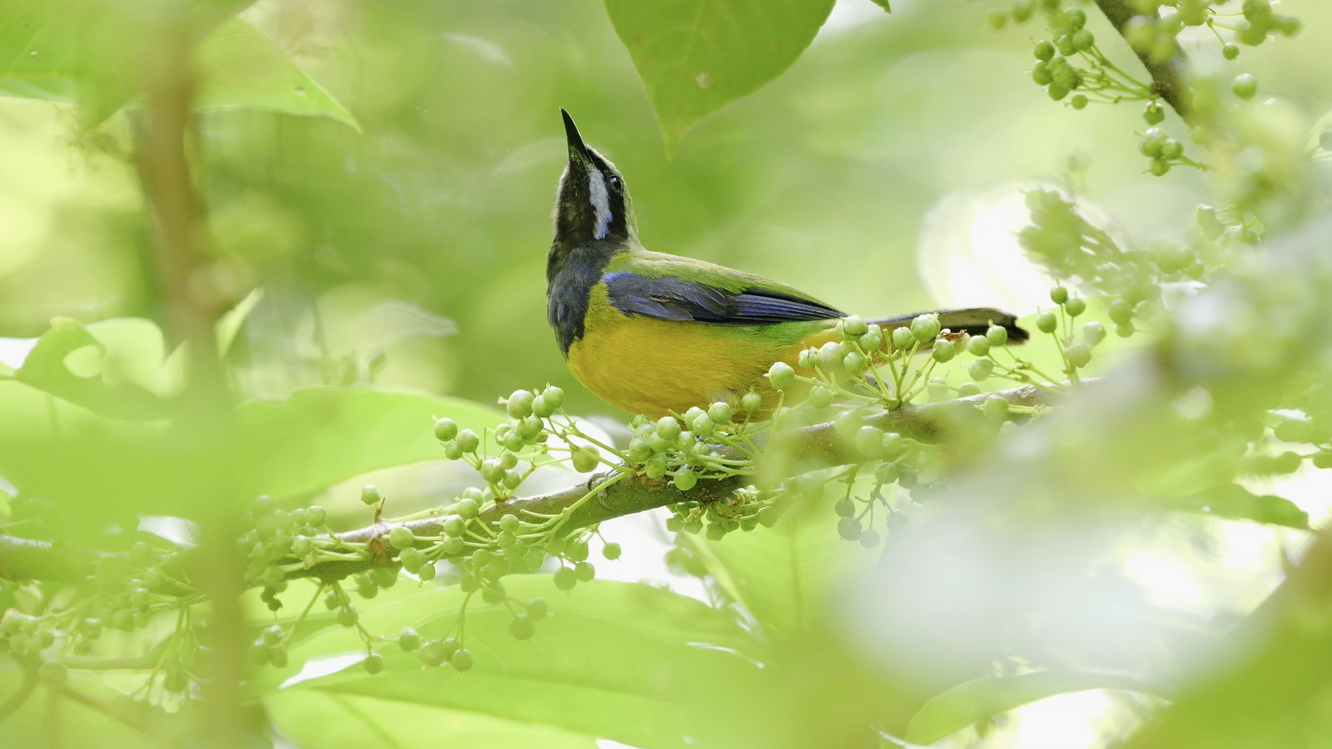 【行为图鉴】橙腹叶鹎 吃果子和擦喙
