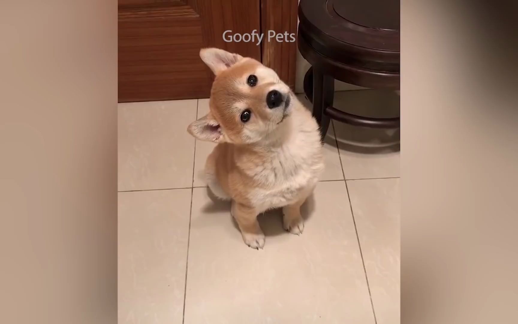 2020油管沙雕动物合集-08_哔哩哔哩 (゜-゜)つロ 干杯~-bilibili