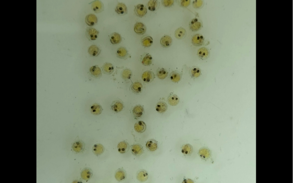 福利观背青鳉鱼卵!9.9元包邮包损到家!疯狂刷单中