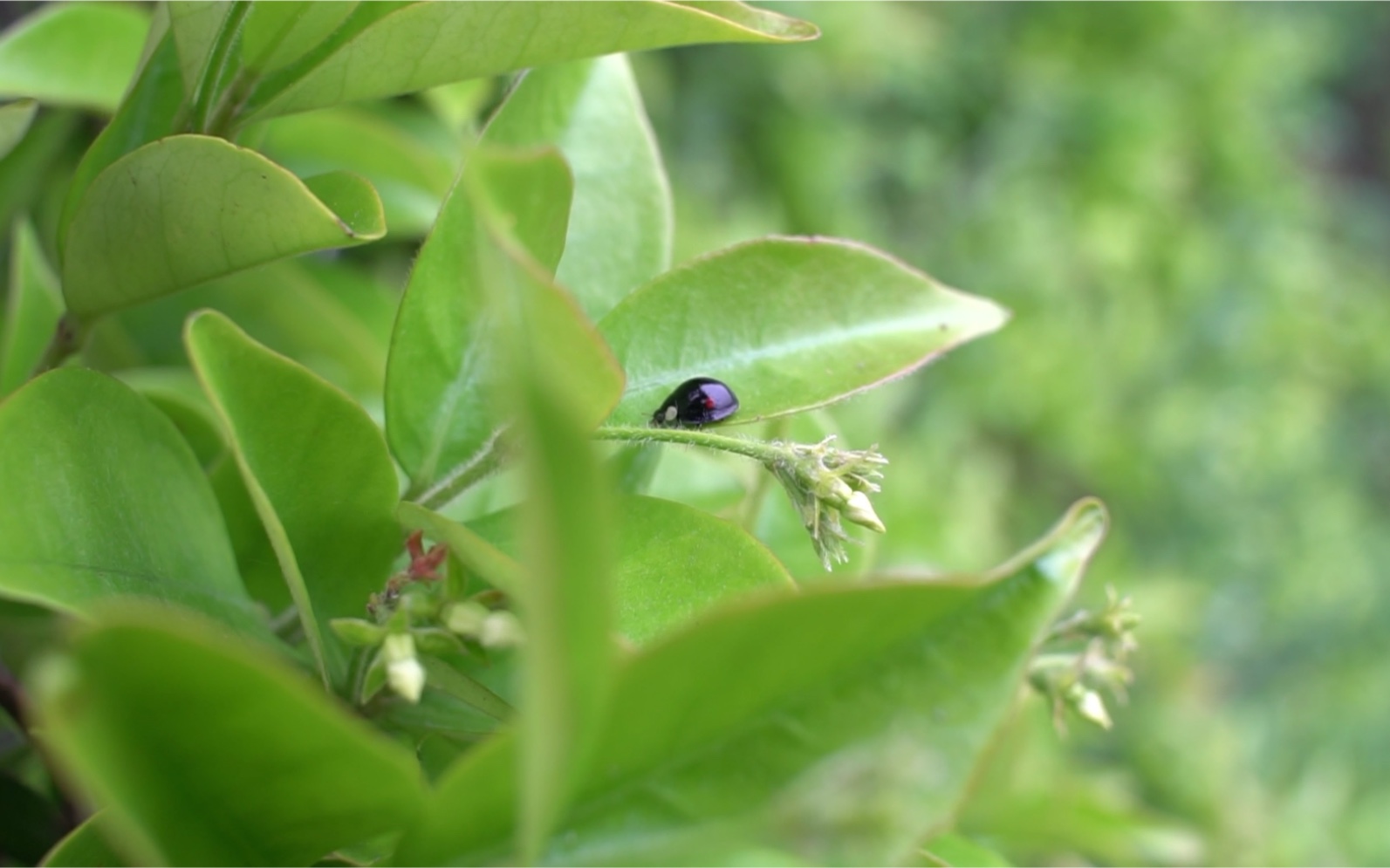 二星瓢虫94也是益虫,吃白蚁,蚜虫(设备a6300 中徕22-1.8手动头)