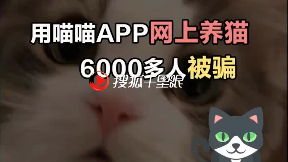 6000多人被网上养猫平台骗得血本无归哔哩哔哩bilibili