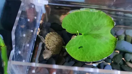 有小伙伴想看隔离盒，拍一下