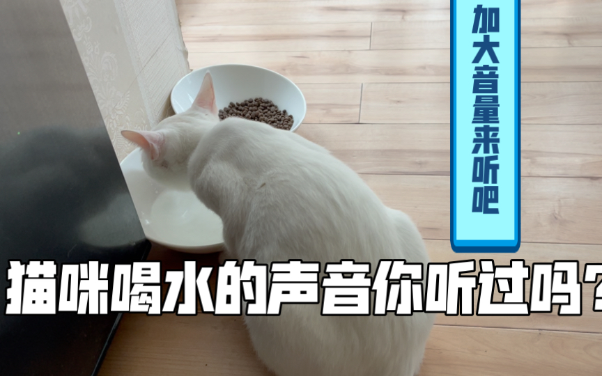 [图]纯享版猫咪喝水 ～我爱喝水皮肤好好～ 一只爱喝水休猫咪