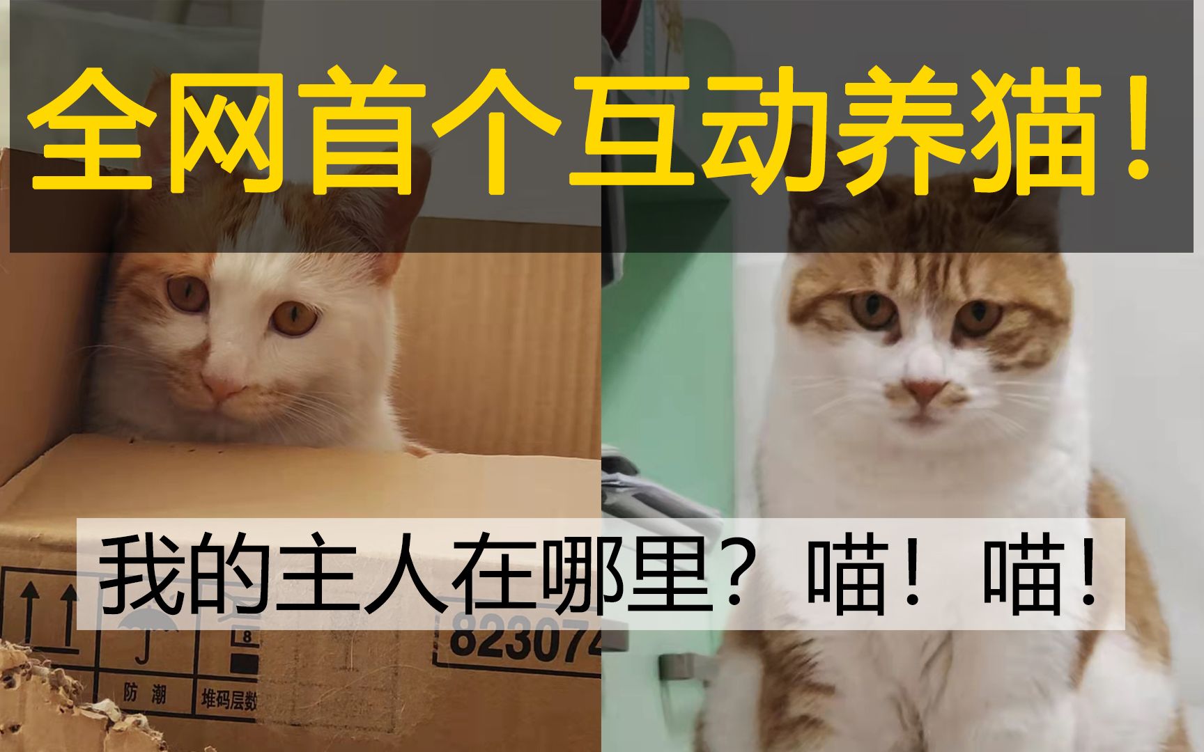 【真实互动养猫】B站首个互动养猫视频!成为线上猫咪铲屎官的一天,体验在线撸猫!快来云吸猫吧,两只哦!哔哩哔哩bilibili