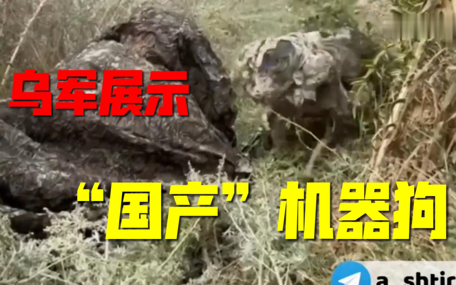 乌克兰展示他们的国产机器狗"bad two",就是他们搞到的中国产机器狗!