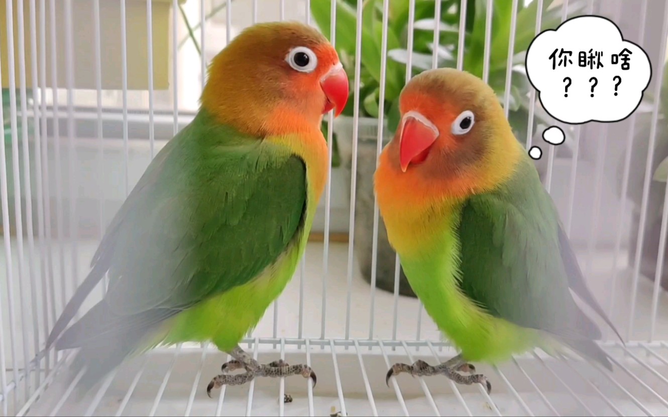 牡丹鹦鹉恩爱的一对儿小鹦鹉洗完澡像落汤鸡希望能茁壮成长