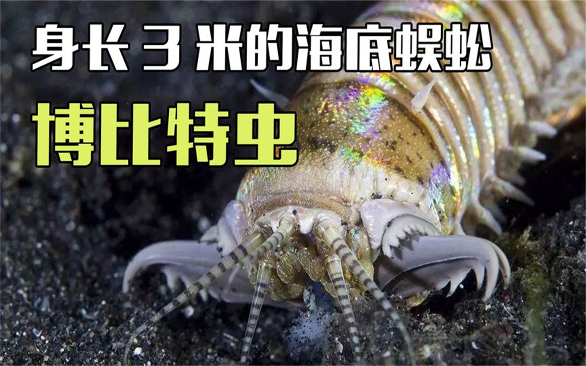海洋变态杀手博比特虫,体长3米的水下蜈蚣,蒙古死亡蠕虫的近亲