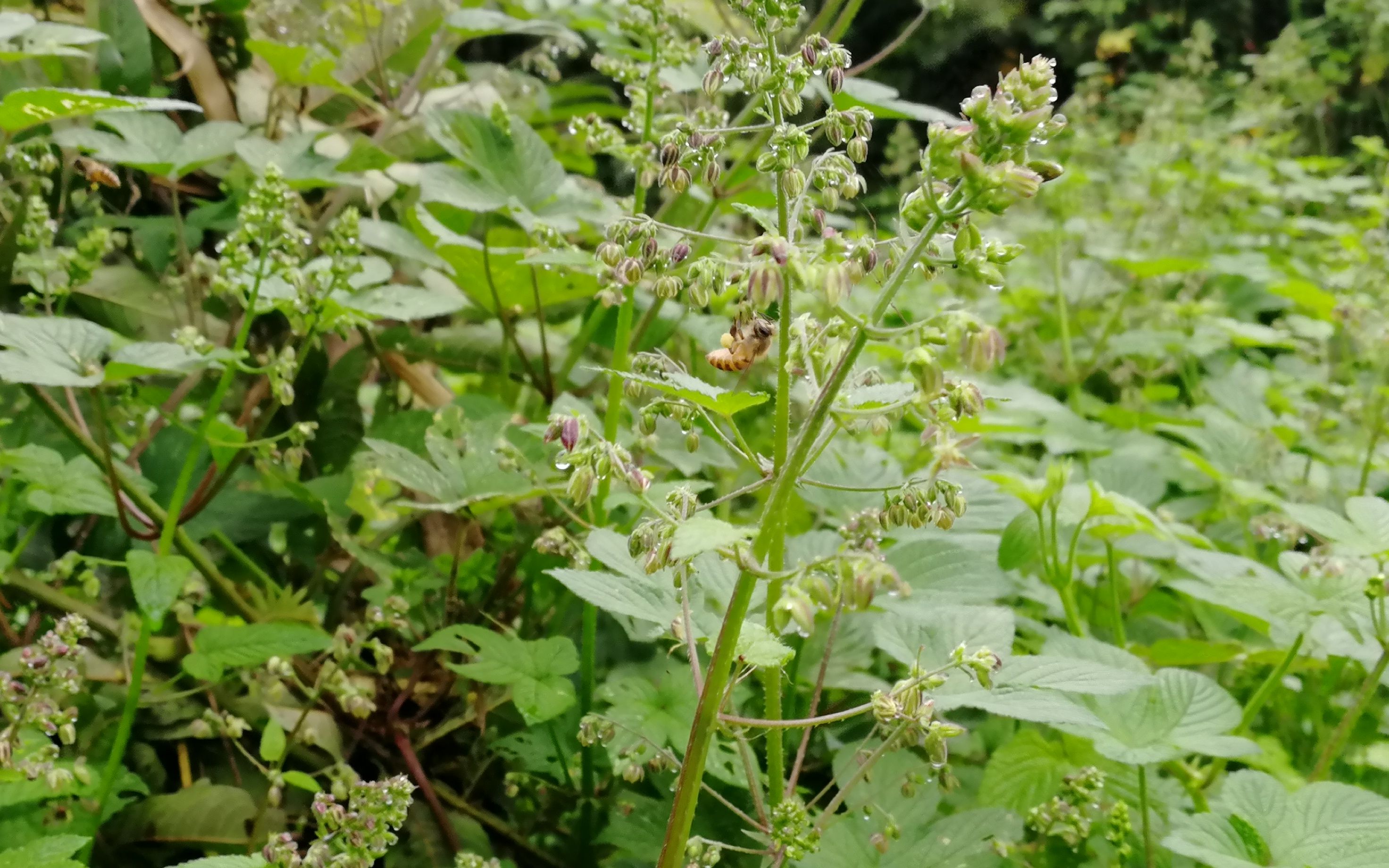 夏末初秋的蜜源植物——割人藤,流蜜在荆条花后五倍子流蜜前