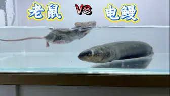 把老鼠和电鳗关在一起！会发生什么事？