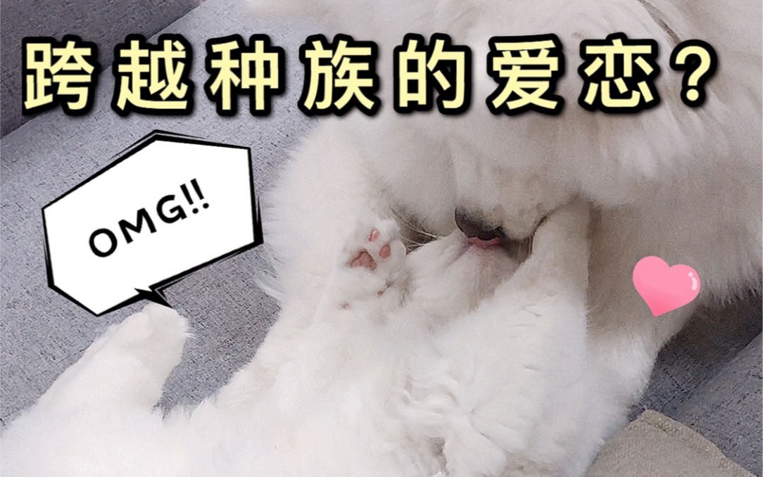 亲上了 亲上了 猫咪和狗狗的绵长拥吻