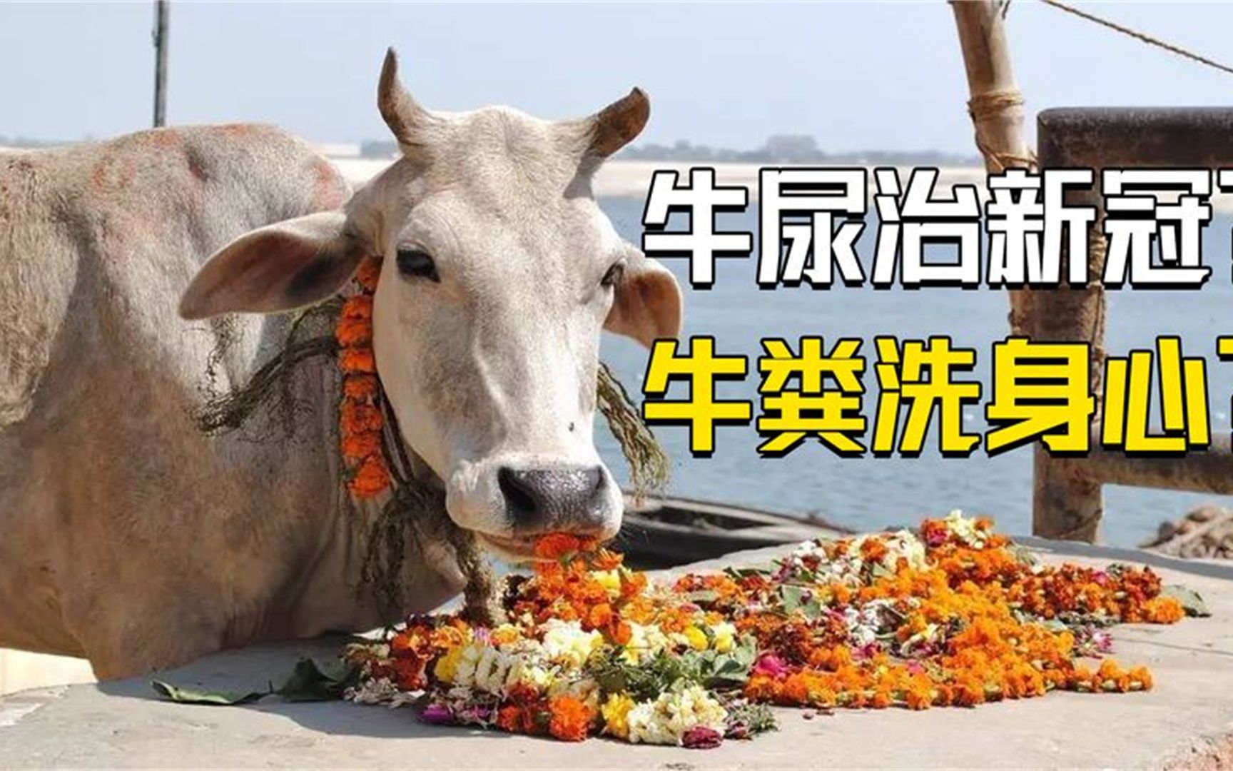 牛尿"包治百病"?牛粪洗涤身心,还有什么是印度做不出来的?