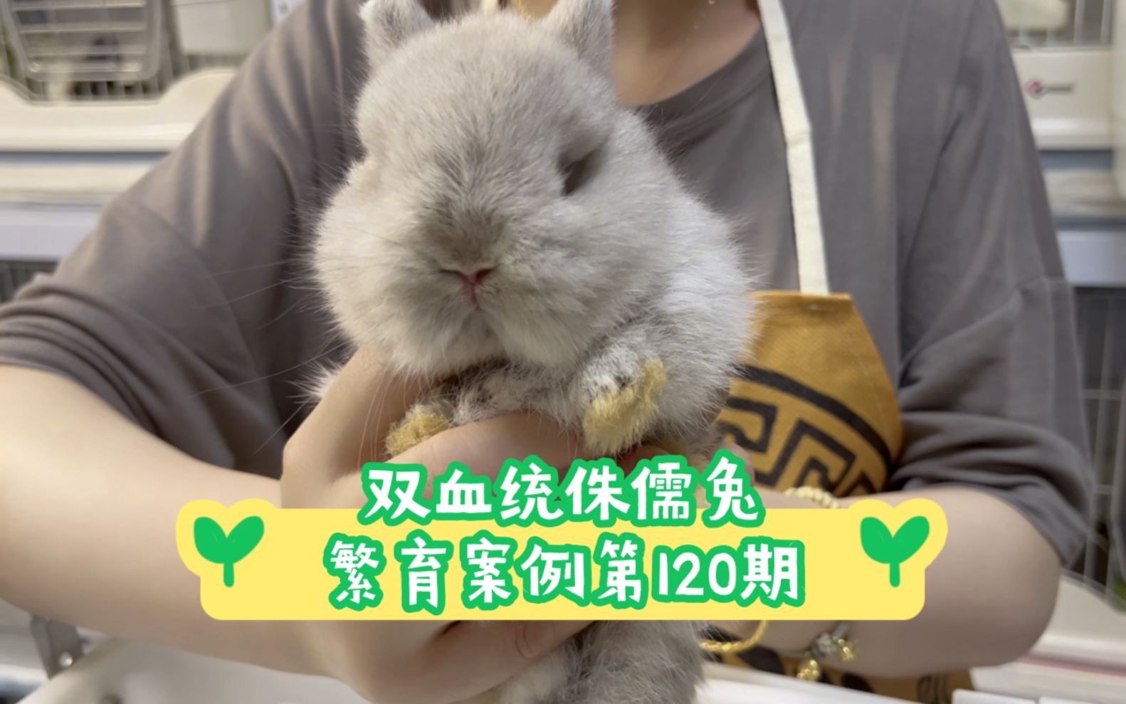 【盲盒开箱】双血统侏儒兔繁育案例第120期父亲是淡紫金吉拉,母亲是