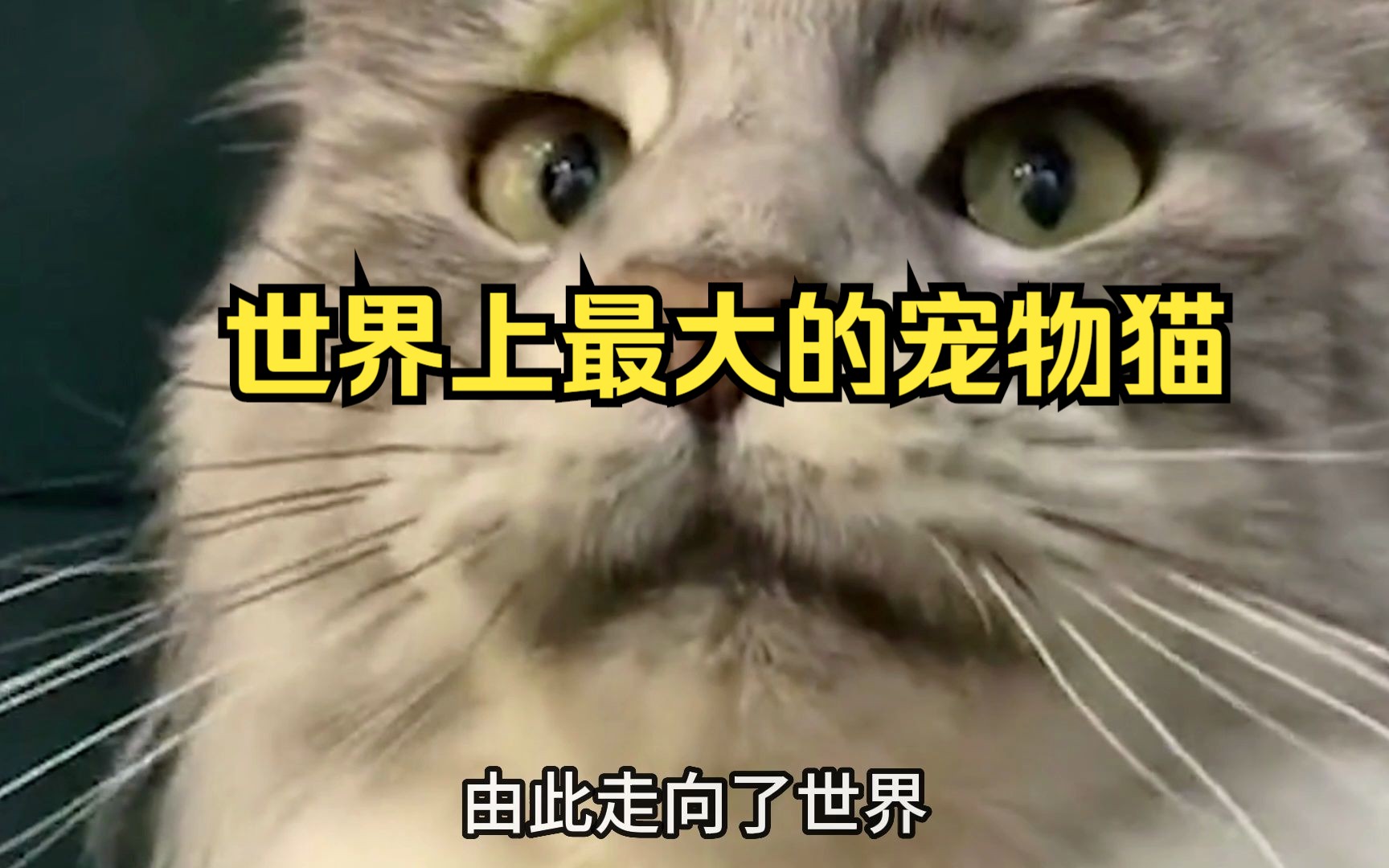 世界上最大的宠物猫,它一度接近灭绝,缅因猫哔哩哔哩bilibili