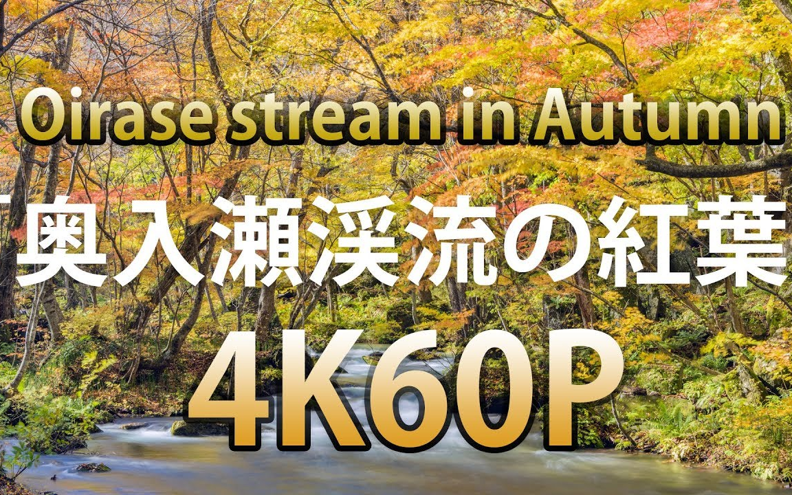 4K60P 奥入濑溪流の红叶 Oirase stream in Autumn哔哩哔哩bilibili