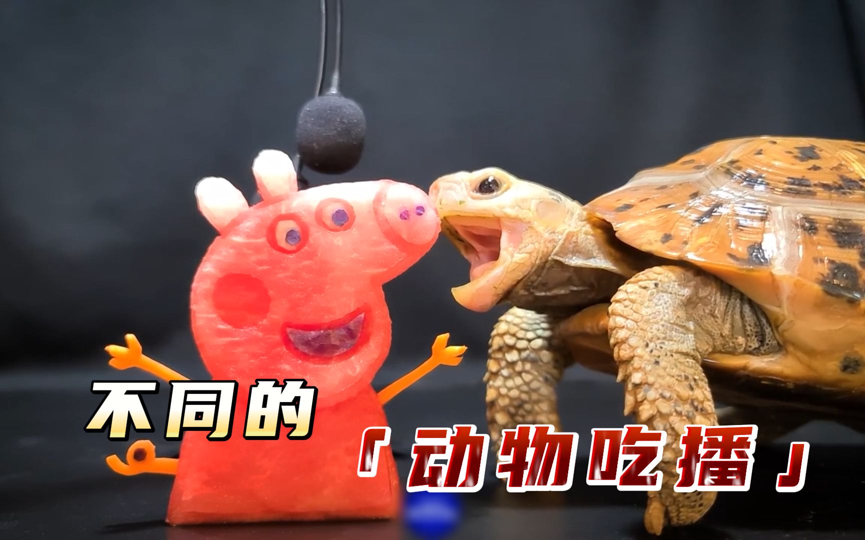 不同的动物吃播,小动物吃东西太可爱了