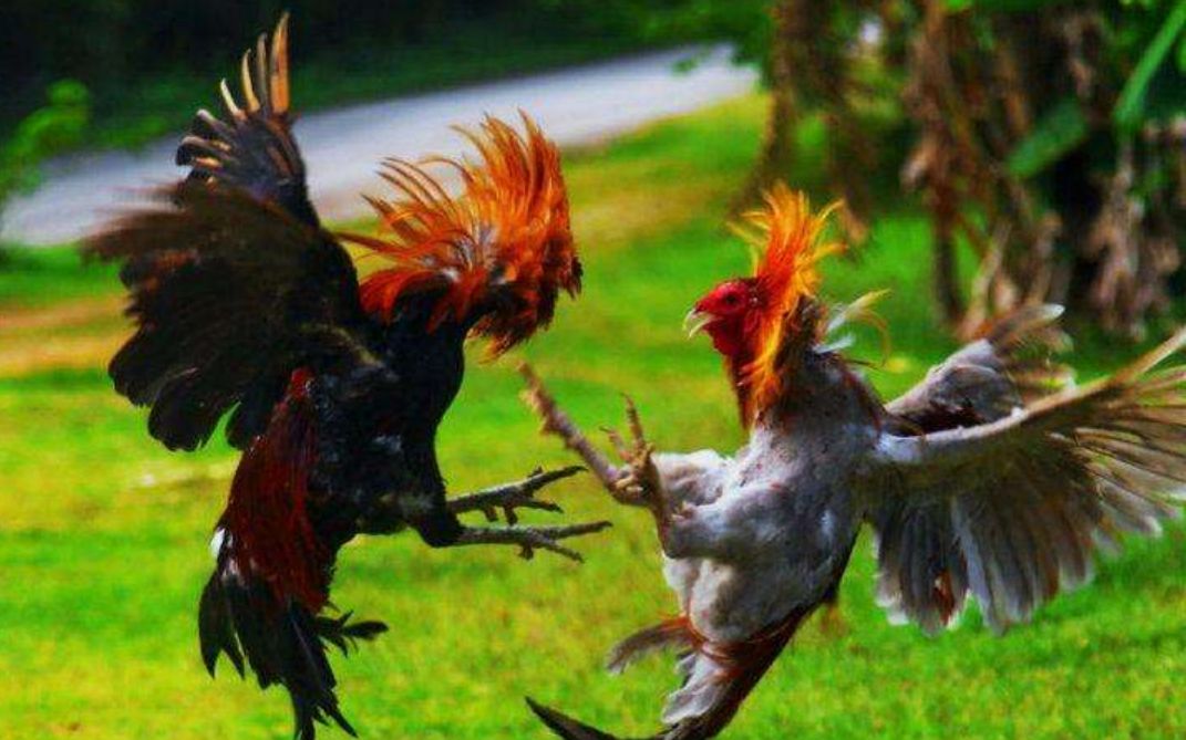 菜 鸡 互 啄 (二)