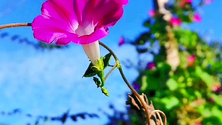 [图]秋从来不语，却温暖了世界；花从来不言，却芬芳了人间。鲜花永远是平淡生活里温柔的光，当花照进花丛，爱便有了模样。