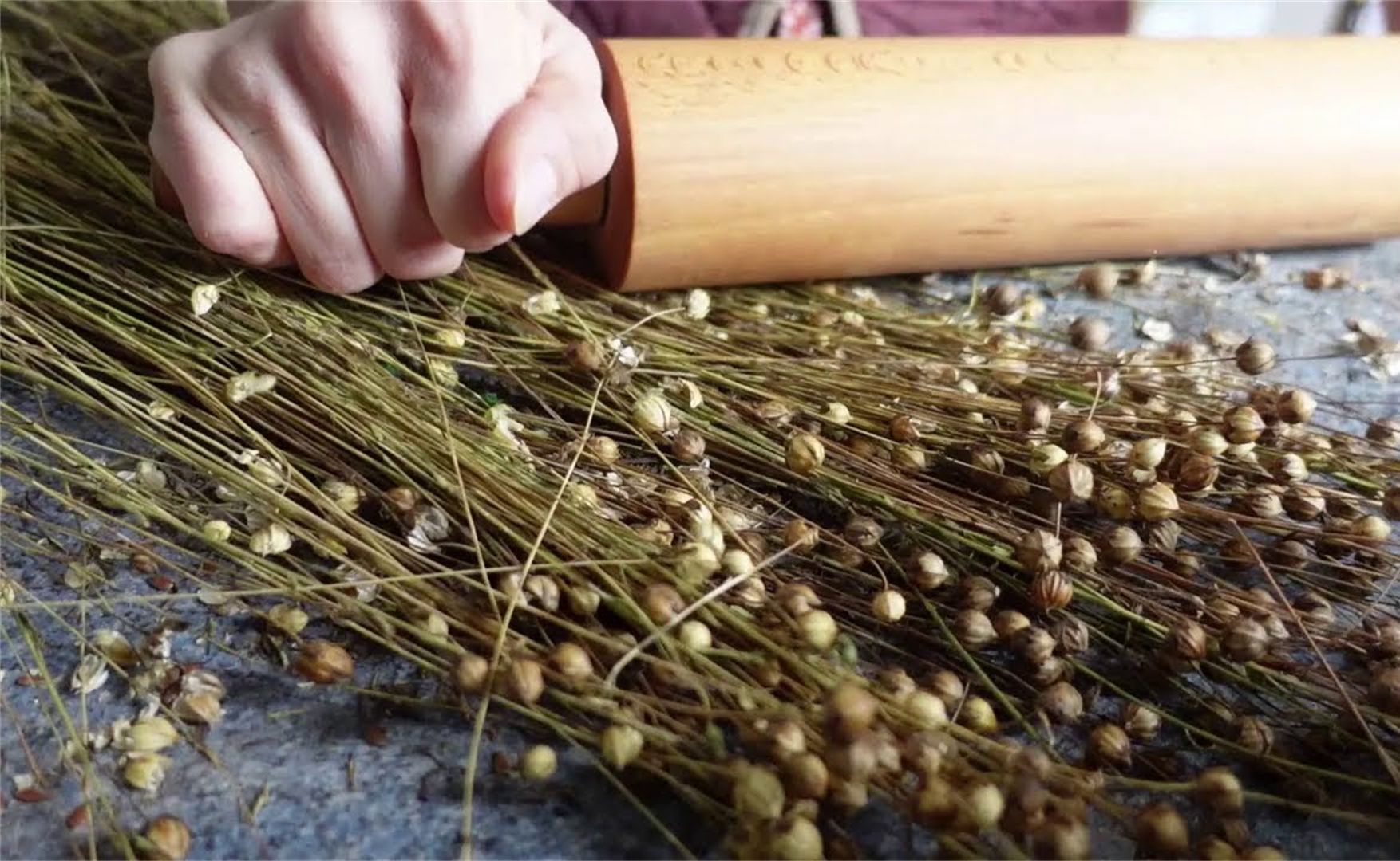 没人种植的亚麻,为何法国农民要大面积播撒,看完涨知识了