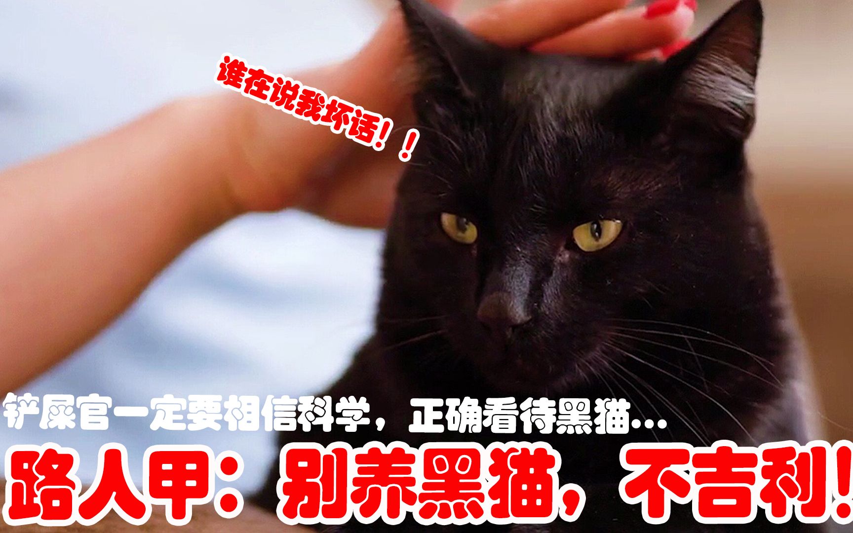 养黑猫就代表不吉利?今天就为黑猫正名!哔哩哔哩bilibili