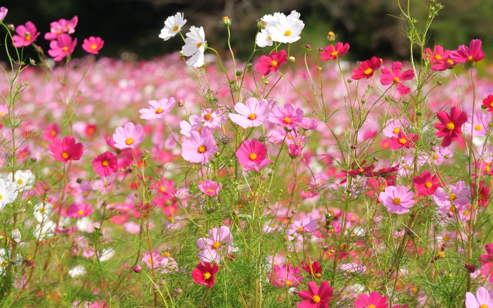 [图]用一片花海，治愈一份心伤