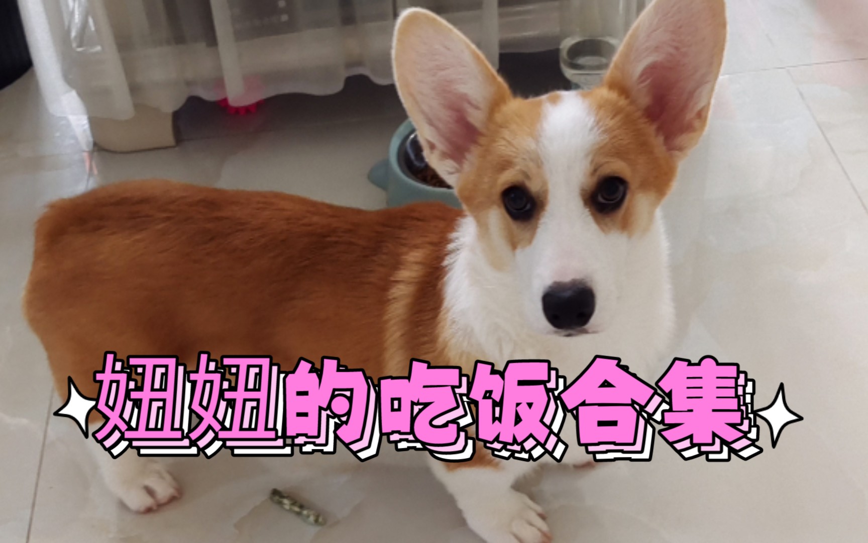 晚饭时间到～～一只爱吃米饭的小柯基的吃饭合集ヾ(72757075)